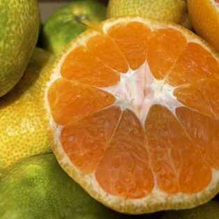 【約10kg】酸っぱうまあい♪愛媛県産 一番なり極早生みかん(傷あり・ご家庭用）