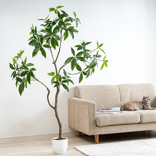 光触媒 インテリアクグリーン パキラ