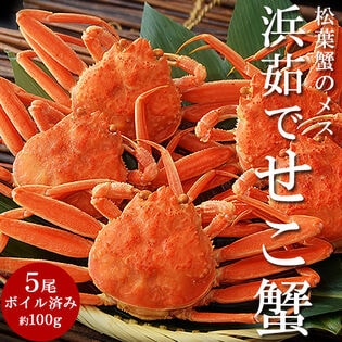 【5尾/計約500g】松葉蟹のブランド産地兵庫県・香住産限定！浜茹でせこ蟹