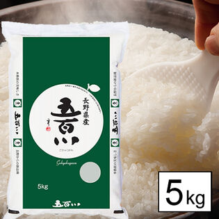 【5kg】新米 令和7年産 長野県伊那産 五百川 白米