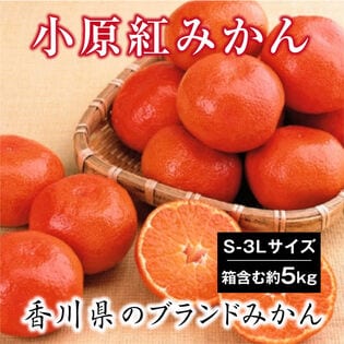 【予約受付】1/7~順次出荷【箱含む約5.0kg(S-3L)】香川県産 小原紅早生みかん