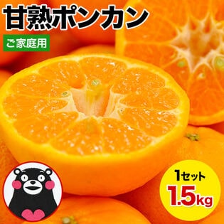 【予約受付】1/19~順次出荷【1.5kg】甘熟ポンカン※ご家庭用（傷あり サイズ不選別）