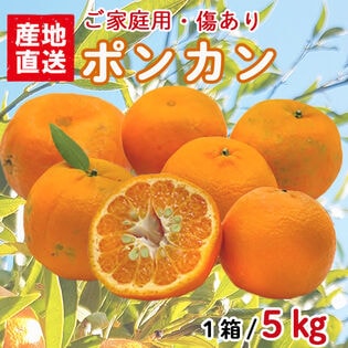 【5kgセット】 ポンカン (ご家庭用・傷あり) YDF-003