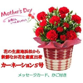 【予約受付】5/7~順次出荷【2026年母の日】レッドカーネーション 5号 inバスケット