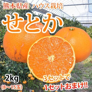 【約2kg】熊本県産 せとか（傷あり、不揃い、ご自宅用）
