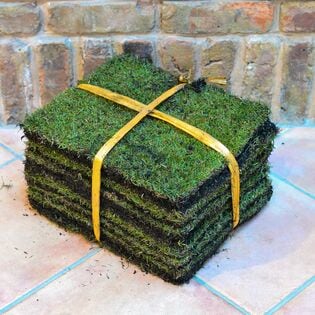 省管理型コウライシバTM9