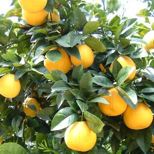 【8kg】宇和島産 河内晩柑 (ご家庭用・傷あり)