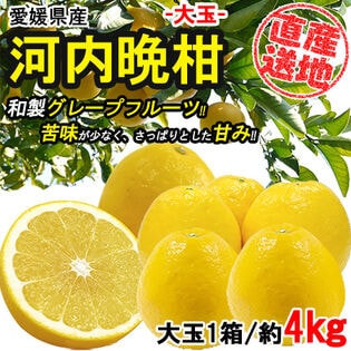 【約4kg】 愛媛県産河内晩柑 (大玉)