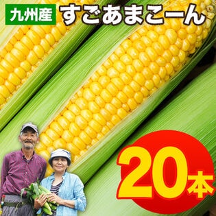 【予約受付】7/13~順次出荷【20本入】朝取り直送 九州産すごあまこーん とうもろこし