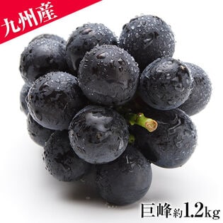 【約1.2kg】九州産 巨峰 （約300g×4パック）