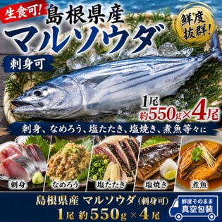 【計約2.2kg/一尾約550g×4パック】島根県産 マルソウダ 《刺身可》