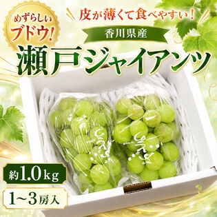 【予約受付】9/14~順次出荷【約1kg(1-3房)】香川県産  瀬戸ジャイアンツ