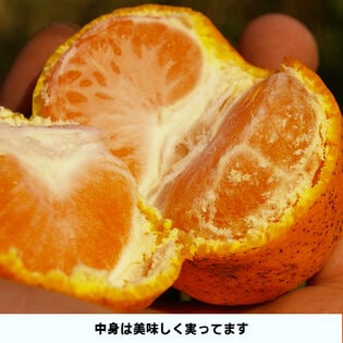 【5.5kg】愛媛産 ご家庭用 農家さんもぐもぐ 外なりみかん