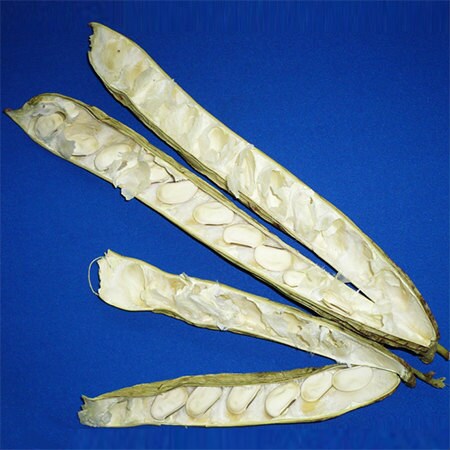 無添加】なた豆茶200g【鳥取県産】59 組み込み