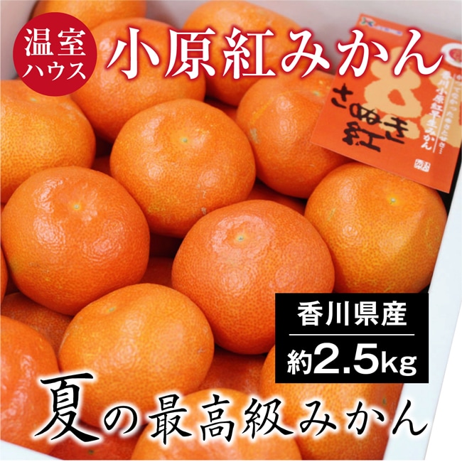 【約2.5kg(S-M)】香川県産 温室ハウス小原紅みかん(秀品)
