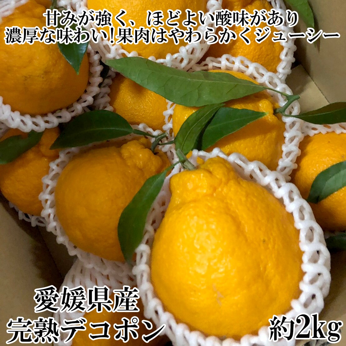 約2kg 愛媛県産 完熟デコポン 良品 高糖度で味が濃厚 果汁もたっぷり ペロリと食べてしまう美味しさ 葉付きでない場合あり