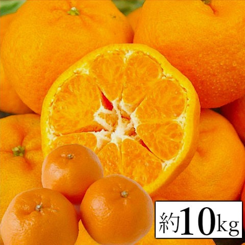 【約10kg】愛媛県産 ぽんかん(ご家庭用・傷あり)
