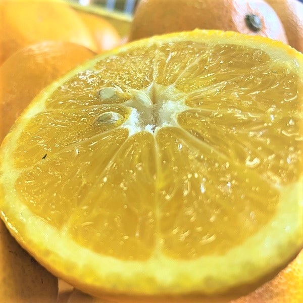 【約2kg】愛媛県産 甘夏(あまなつ)(ご家庭用・傷あり)2セット申込で1セットおまけ