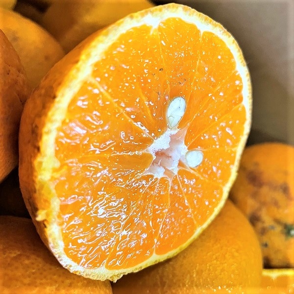 【約2kg】愛媛県産 デコみかん（ご家庭用・傷あり）2セット(4kg)同時お申込で1セット(2kg)