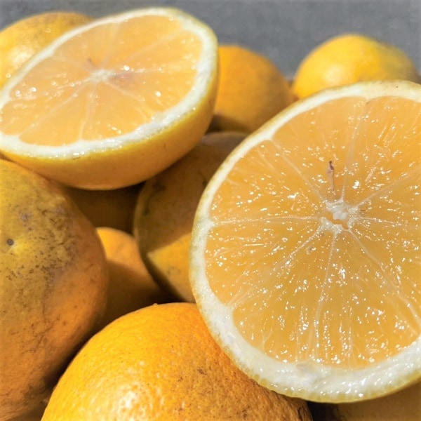 【約5kg愛媛、高知県産 小夏(ニューサマーオレンジ・日向夏)(傷あり・ご家庭用）
