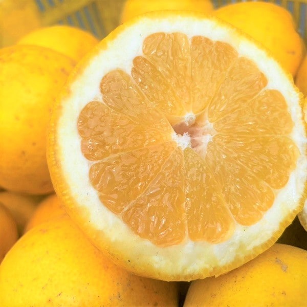 【約2kg】愛媛県産 河内晩柑 (みしょうゴールド 家庭用・傷あり)2セット申込で1セットおまけ