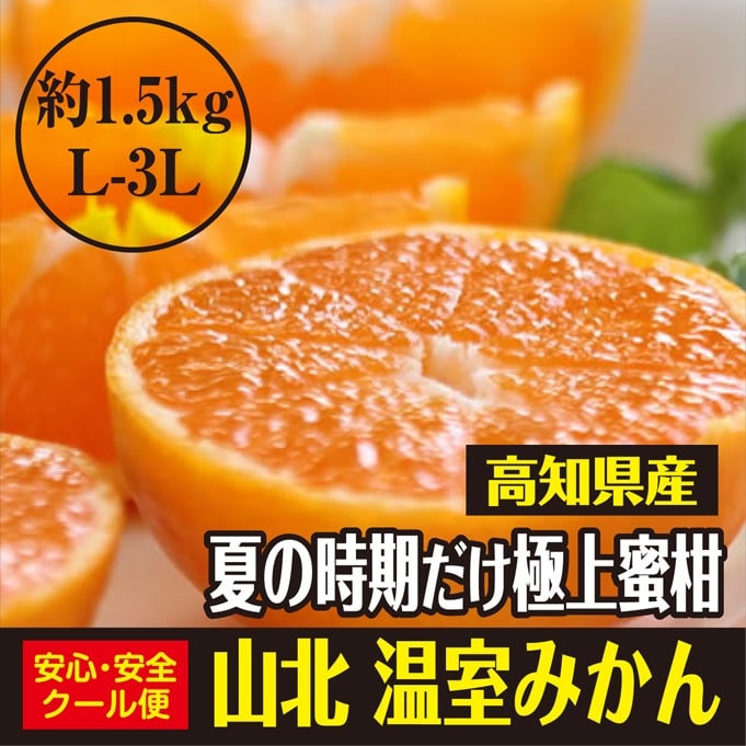 【約1.5kg(L-3L)】高知県産 極上の蜜柑 山北温室みかん