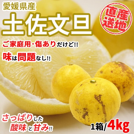 【4kg】 愛媛県産土佐文旦 (ご家庭用・傷あり) (サイズお任せ) YDF-008