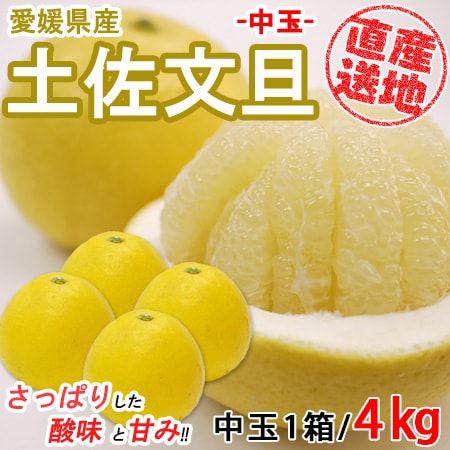 【4kg】 愛媛県産土佐文旦 (中玉) YDF-007