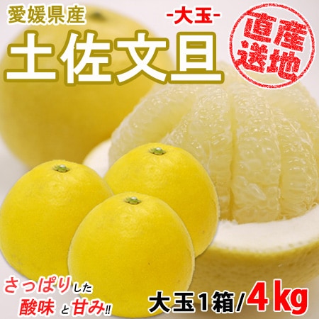 【4kg】 愛媛県産土佐文旦 (大玉) YDF-006