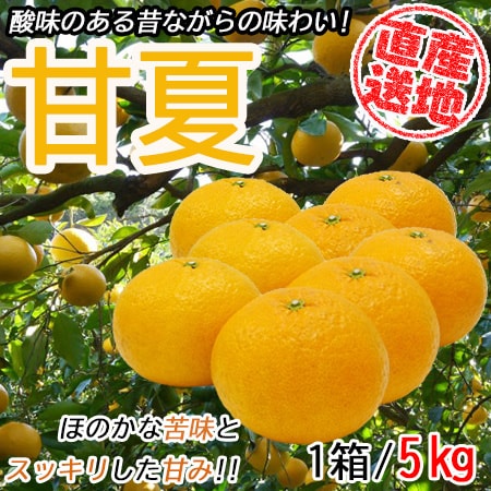 【5kg】 愛媛県産甘夏（サイズお任せ）