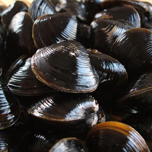 【250g】北海道網走産 冷凍 しじみ