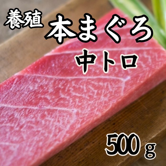 【500g】本まぐろ 中とろ（形・大きさ不揃い柵）
