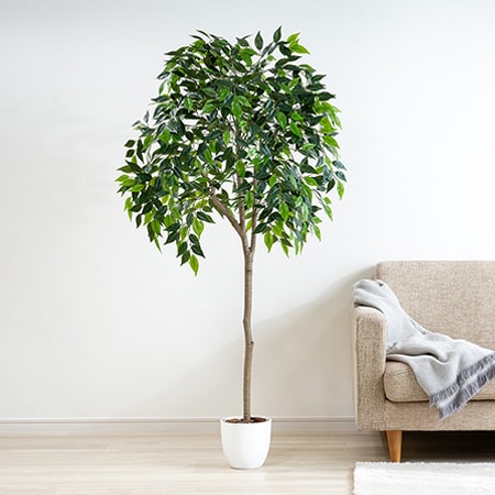 光触媒 インテリアクグリーン ベンジャミン