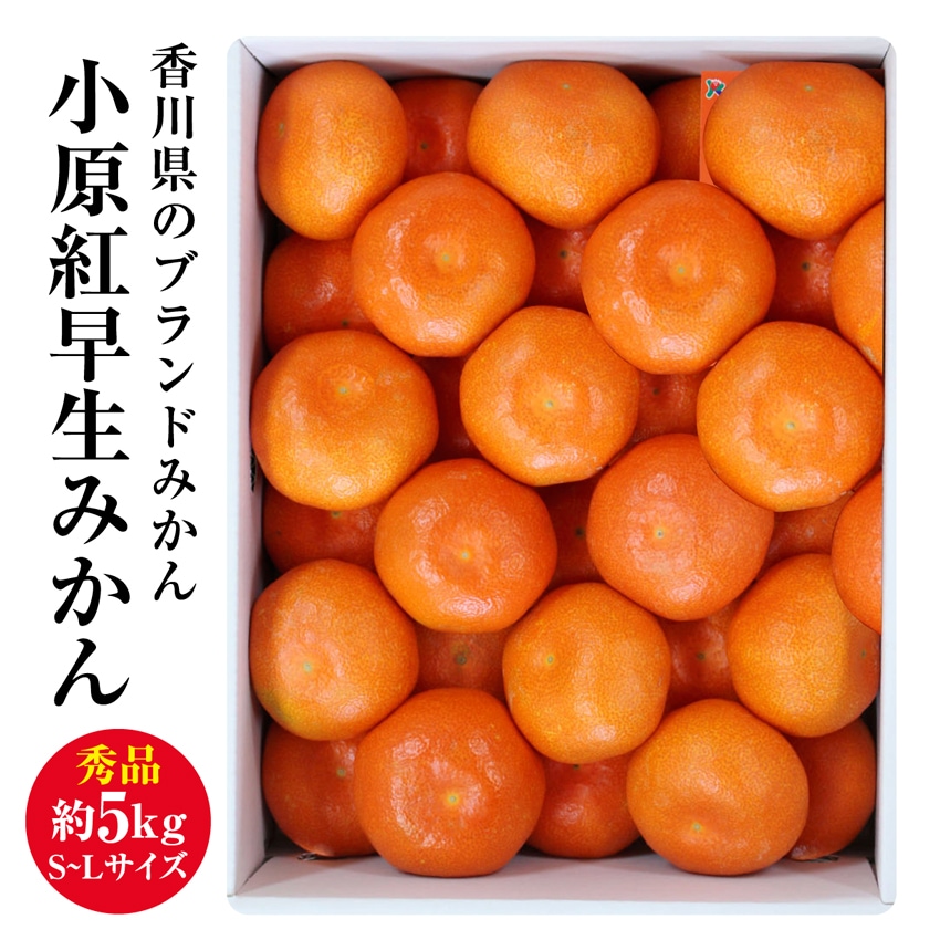 【予約受付】12/5~順次出荷【秀品 約5.0kg(S-L)】香川県産 小原紅早生みかん