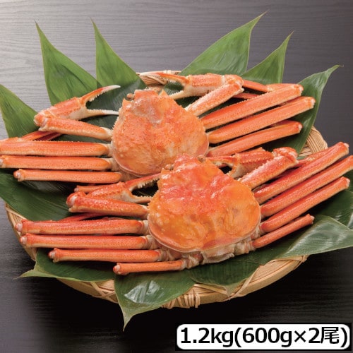 【1.2kg/600g×2尾】大型ボイル本ずわい姿
