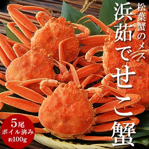 【5尾/計約500g】松葉蟹のブランド産地兵庫県・香住産限定！浜茹でせこ蟹