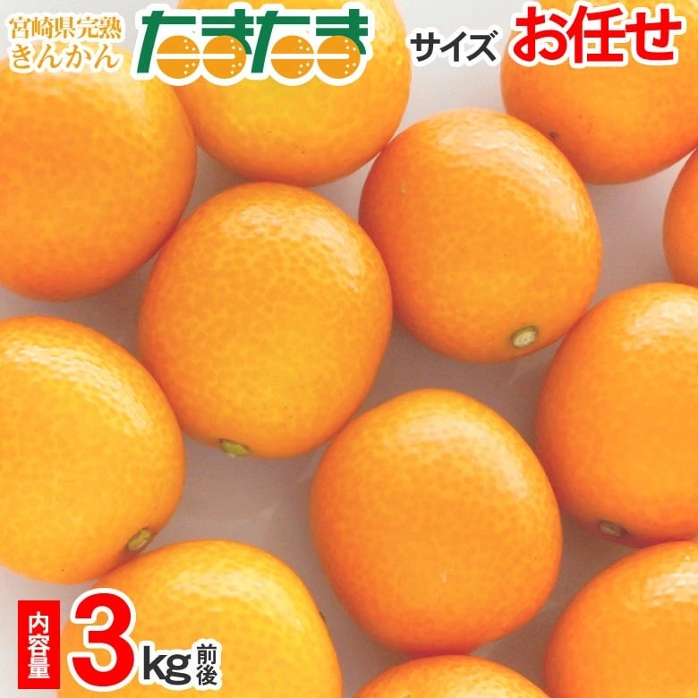 【予約受付】1/15~順次出荷【3kg前後】宮崎県産 きんかんたまたま ※サイズお任せ