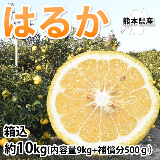 【箱込約10kg】熊本県産 はるか（傷あり、不揃い、ご自宅用）