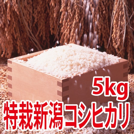 【5kg×1袋】令和7年産  特別栽培米新潟県阿賀野産コシヒカリ