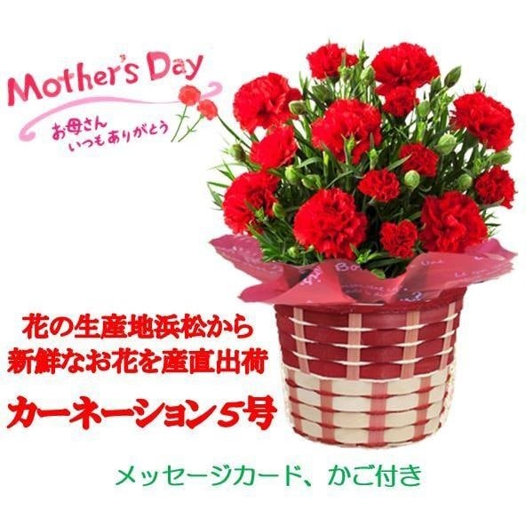 【予約受付】5/7~順次出荷【2026年母の日】レッドカーネーション 5号 inバスケット