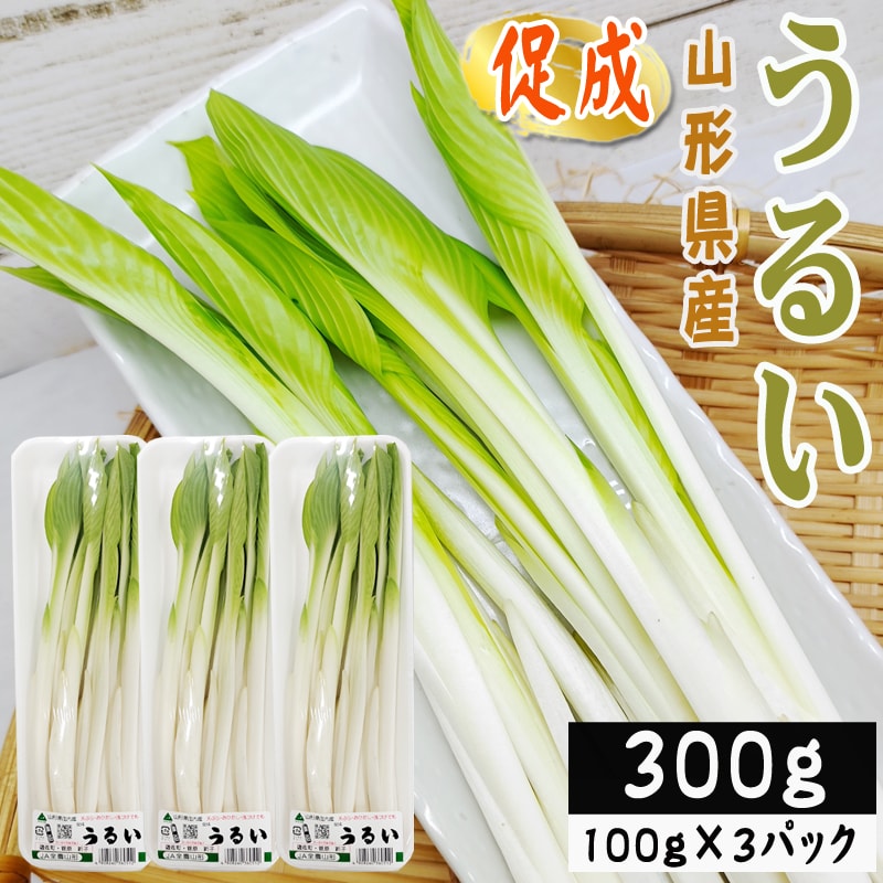 【300g】山形県産 促成山菜 うるい 100g×3パック(クール便)