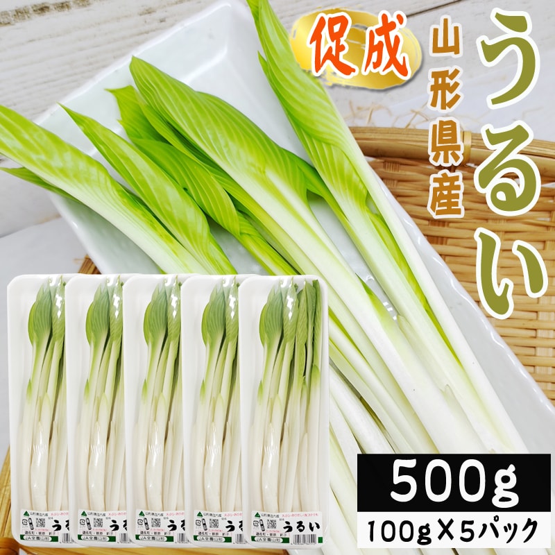 【500g】山形県産 促成山菜 うるい 100g×5パック (クール便)