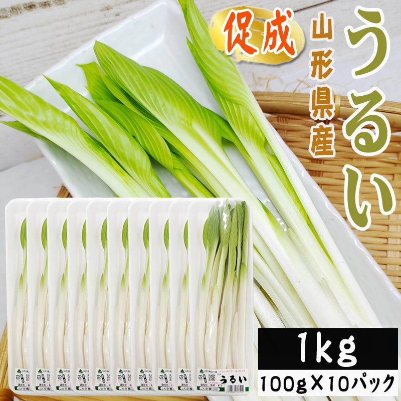 【1kg】山形県産 促成山菜 うるい 100g×10パック(クール便)