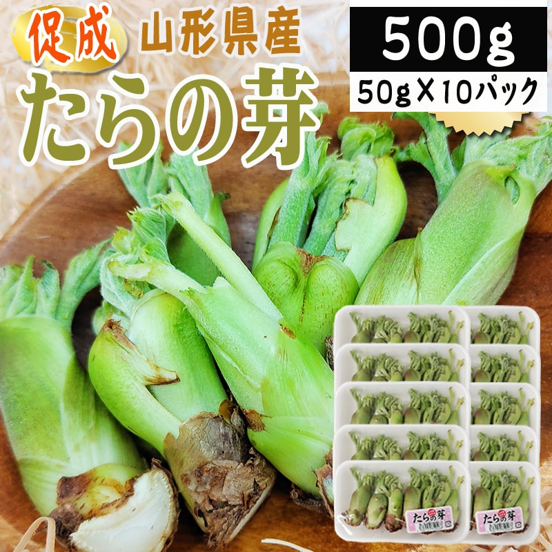 【500g】山形県産 促成山菜 たらの芽 50g×10パック(クール便)