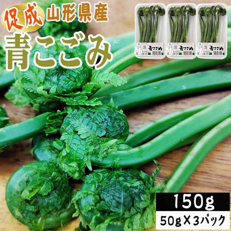 【150g】山形県産 促成山菜 青こごみ 50g×3パック(クール便)