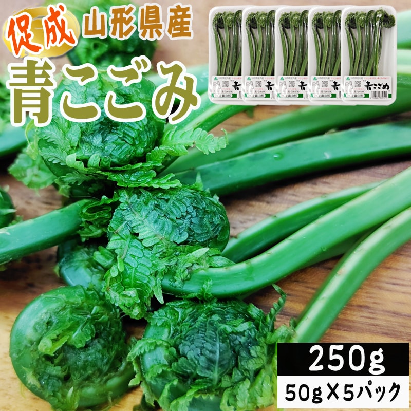 【250g】山形県産 促成山菜 青こごみ 50g×5パック(クール便)