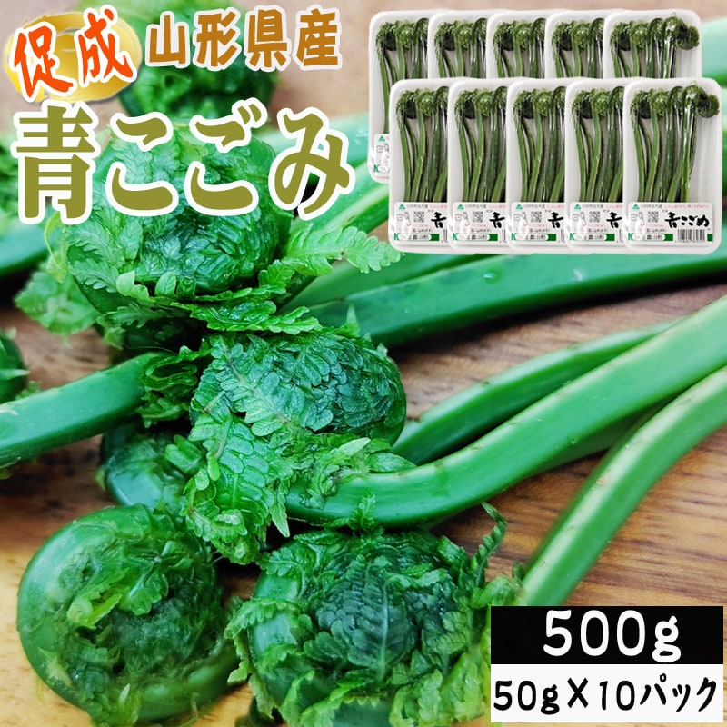【500g】山形県産 促成山菜 青こごみ 50g×10パック(クール便)