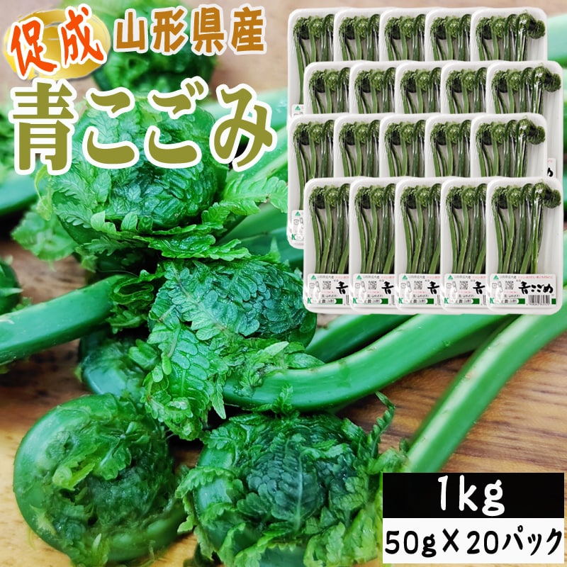 【1kg】山形県産 促成山菜 青こごみ 50g×20パック(クール便)