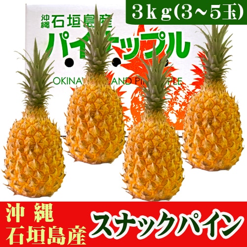 【予約受付】4/27~順次出荷【3kg(3~5玉)】石垣島産 スナックパイン（ボゴールパイン）