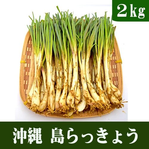 【予約受付】3/25~順次出荷【約2kg】沖縄産 島らっきょう